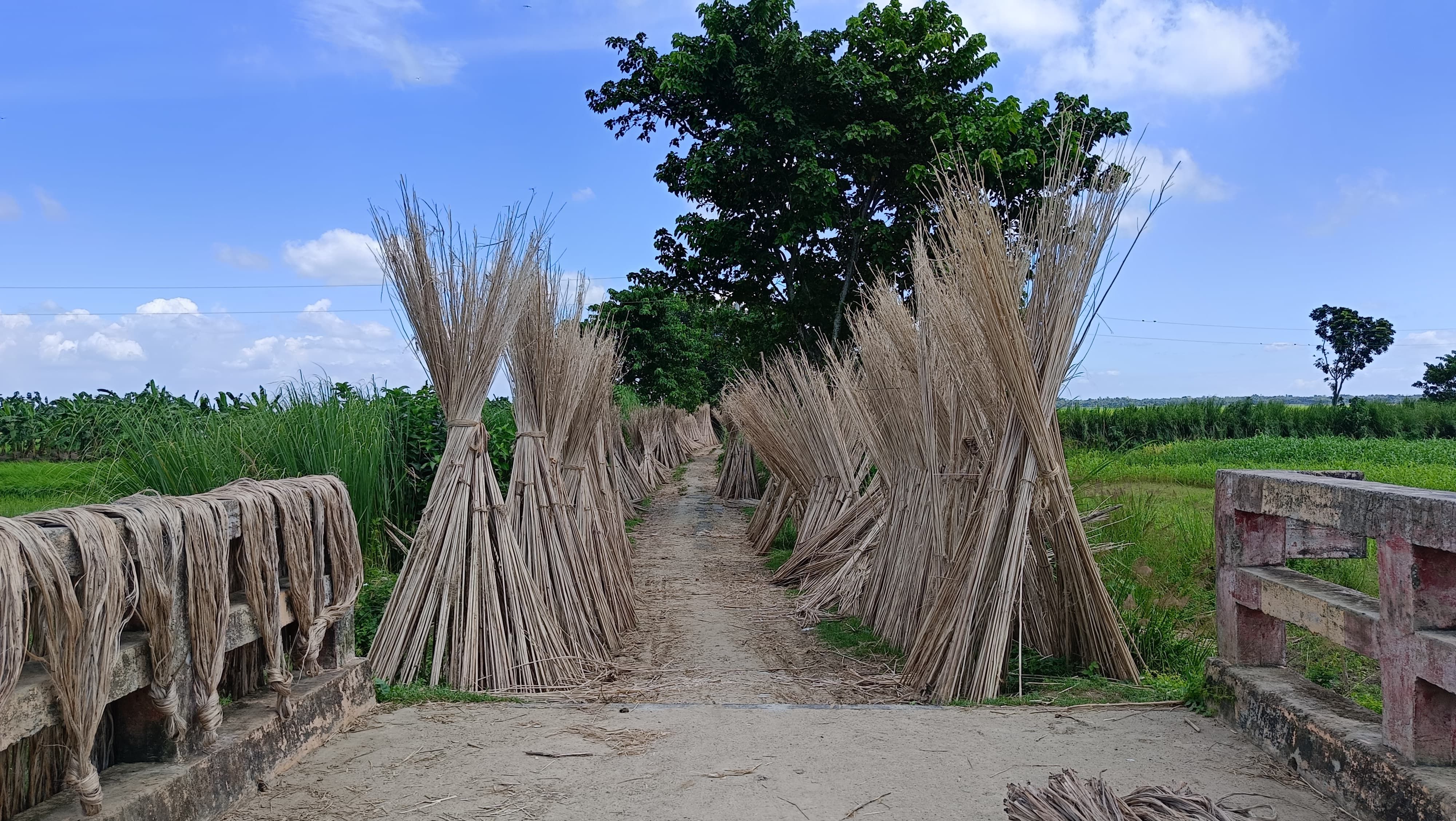 অনিন্দ্যসুন্দর চলনবিল