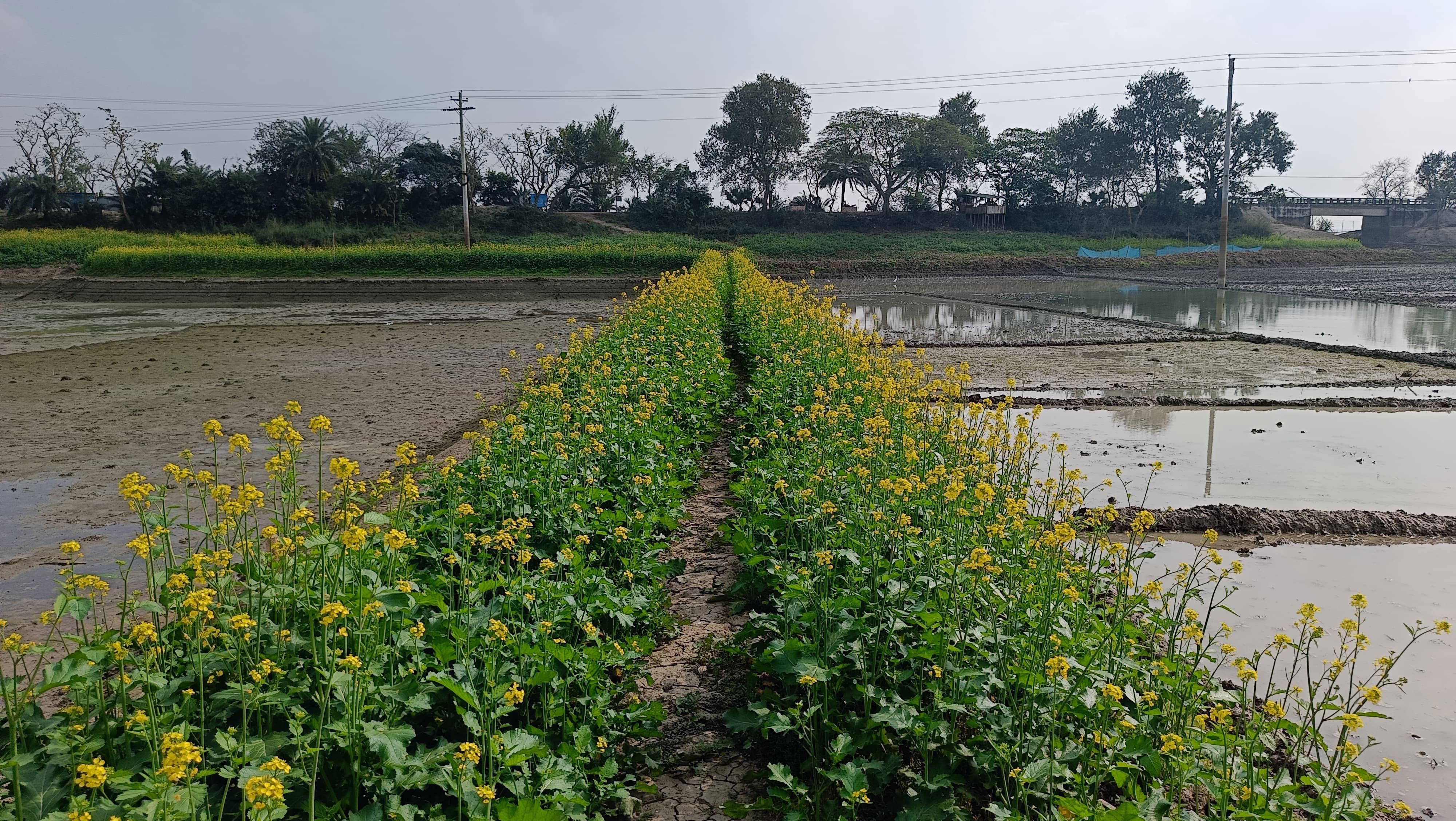 অনিন্দ্যসুন্দর চলনবিল