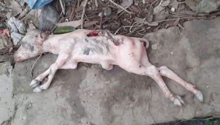 ইন্দুরকানীতে গর্ভের বাচ্চাসহ গরু জবাই করে মাংস বিক্রির অভিযোগ