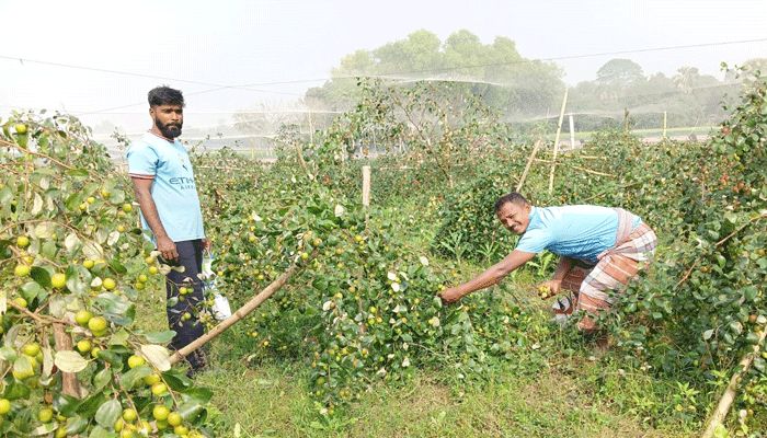 বরই চাষে দুই বন্ধুর সাফল্য