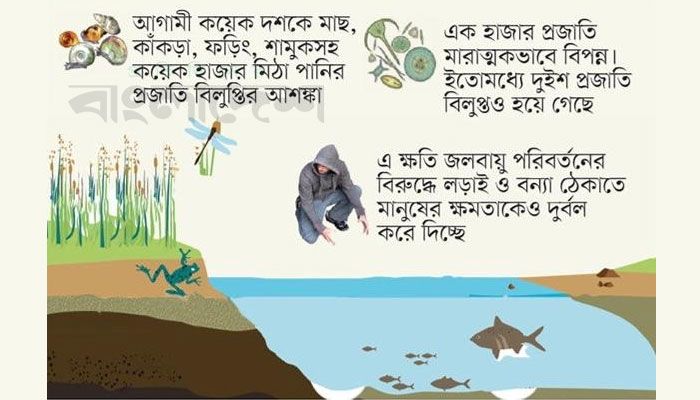 বিলুপ্তির মুখে মিঠা পানির ২৪ শতাংশ প্রাণী প্রজাতি 