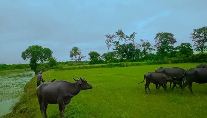 বিজিবির কাছ থেকে মহিষ ছিনতাই, বিএনপি নেতাকর্মীদের নামে মামলা   