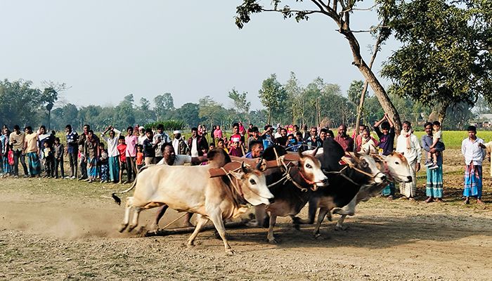 ষাঁড়ের দৌড় দেখতে দর্শকের ঢল
