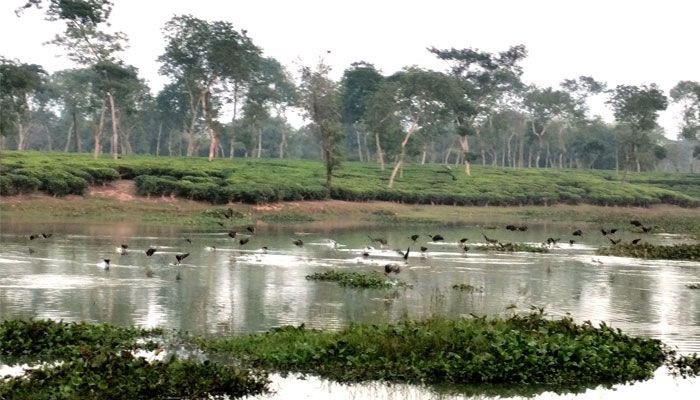 নীল জলের সঙ্গে অতিথি পাখির মিতালী