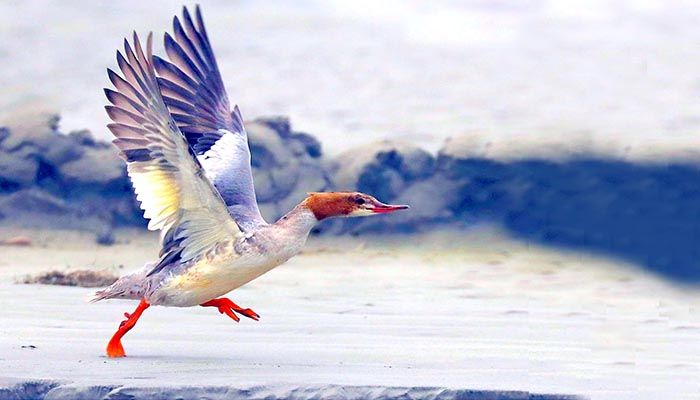 তিস্তার বুকে বিরল পাখি পাতি মার্গেঞ্জার