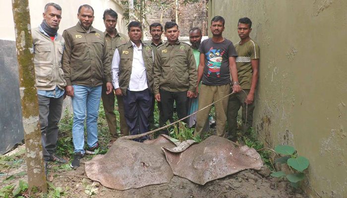 বাগেরহাটে নিষিদ্ধ শাপলাপাতা মাছ উদ্ধার