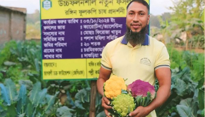 ঈশ্বরদীতে রঙিন ফুলকপি চাষে কৃষকের বাজিমাত