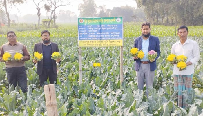 দিনাজপুরে রঙিন ফুলকপি-বাঁধাকপি চাষে সাফল্য