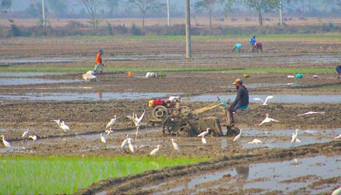 গুমাই বিলে অতিথি পাখির সমারোহ