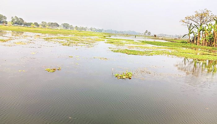 জলাবদ্ধতায় তিন বিলে বোরো চাষ অনিশ্চিত