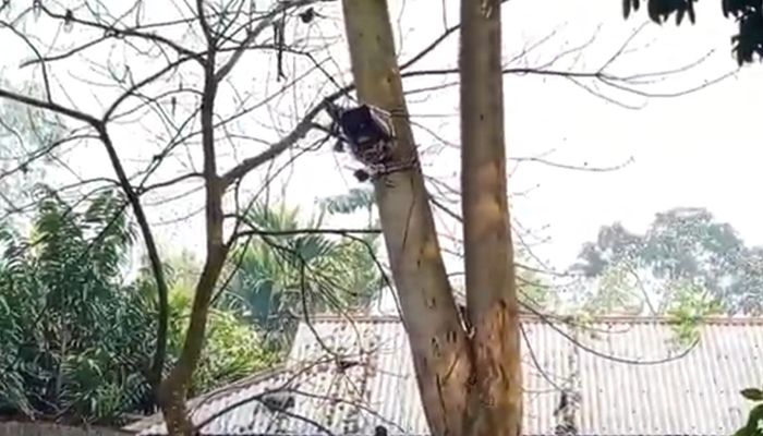 বাঁশজানি সীমান্তে সিসি ক্যামেরা স্থাপন বিএসএফের