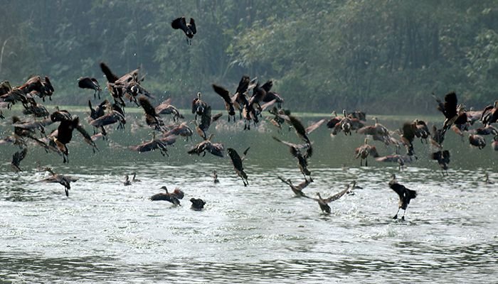 অতিথি পাখির অভয়ারণ্য ‘বারইপাড়া দিঘী’