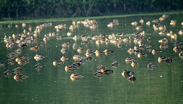 অতিথি পাখির অভয়ারণ্য ‘বারইপাড়া দিঘী’