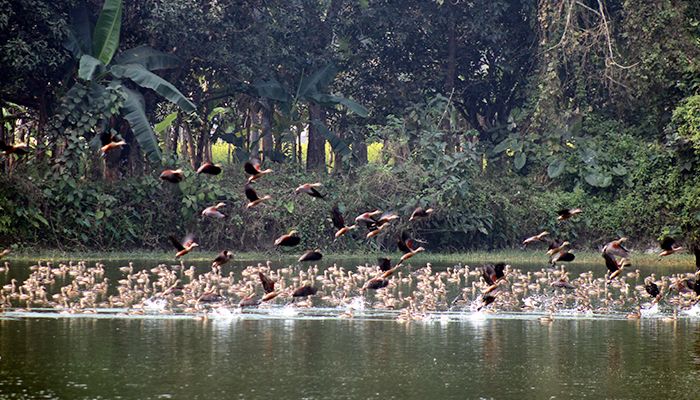 অতিথি পাখির অভয়ারণ্য ‘বারইপাড়া দিঘী’