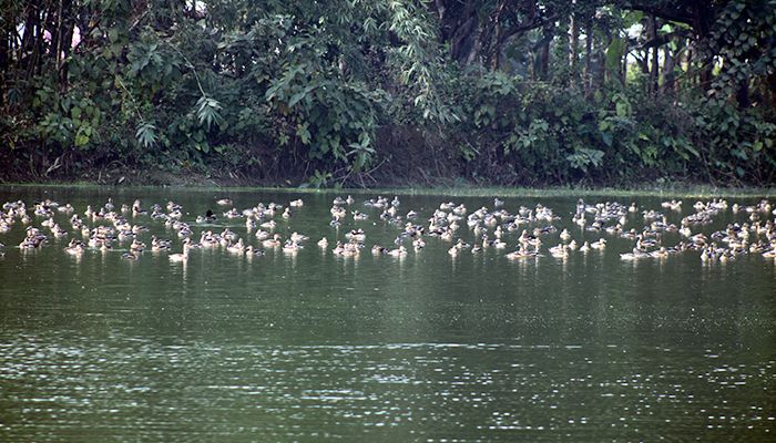 অতিথি পাখির অভয়ারণ্য ‘বারইপাড়া দিঘী’