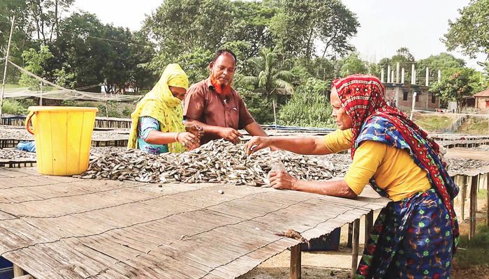 শুঁটকি উৎপাদনকারীদের দুর্দিন