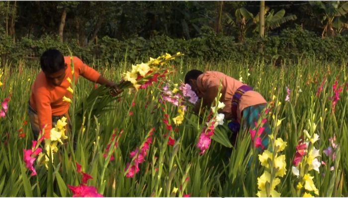 ফাগুনের আগমনী বাতাসে দোল খাচ্ছে বসন্তের ফুল