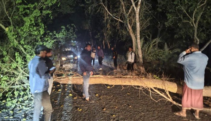 সড়কে গাছ ফেলে একটি বিআরটিসি বাস ও মাইক্রোবাসে ডাকাতি হয়। প্রবা ফটো