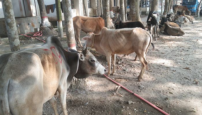 ভারতীয় ১৯টি গরুসহ ৫ চোরাকারবারি আটক