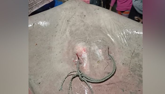 এক শাপলাপাতা মাছের দাম ৪৬ হাজার টাকা