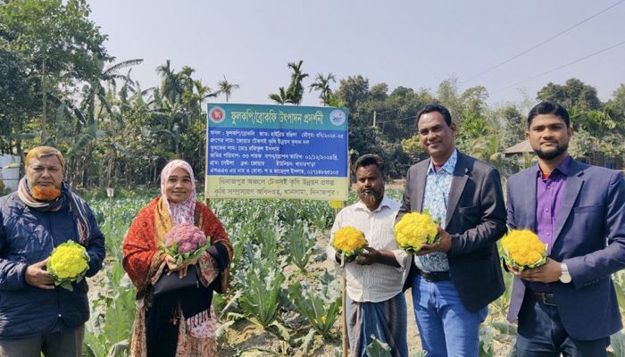 রঙিন ফুলকপি চাষে সফল রফিকুল  