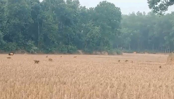 বন ছেড়ে লোকালয়ে প্রাণী, এক বছরে উদ্ধার ৩২৬