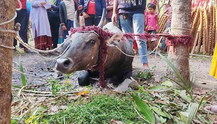 গয়াল প্রজাতির নীলগাই উদ্ধার