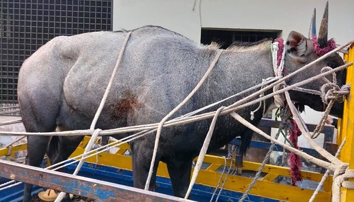 নাটোরে আটক নীলগাইটির স্থান হলো সাফারি পার্কে