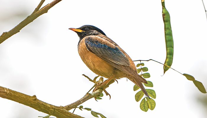 ঢাকার উপকণ্ঠে বিরল লাল ময়না