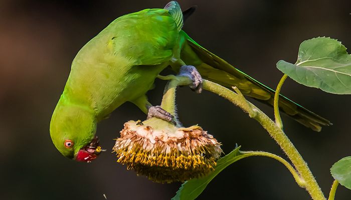 রমনা পার্কে টিয়া পাখির কিচিরমিচির