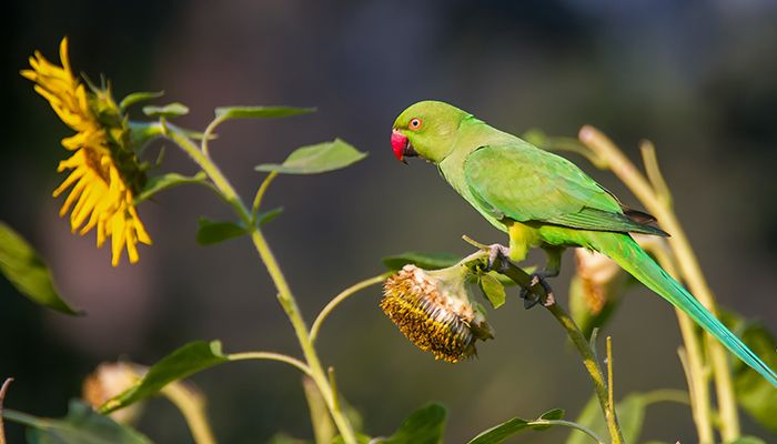রমনা পার্কে টিয়া পাখির কিচিরমিচির