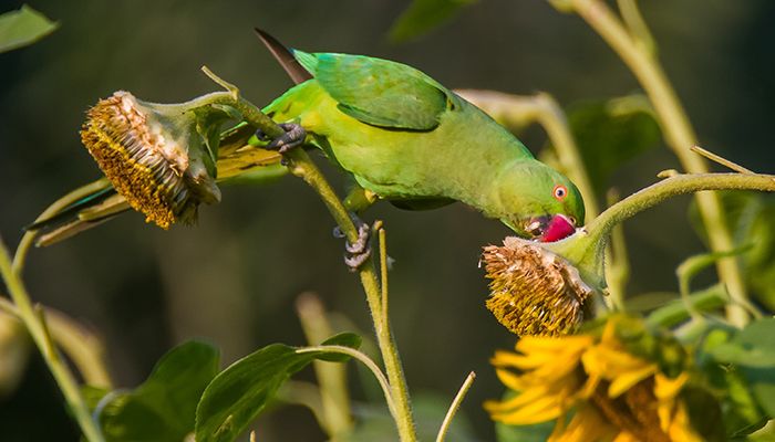 রমনা পার্কে টিয়া পাখির কিচিরমিচির