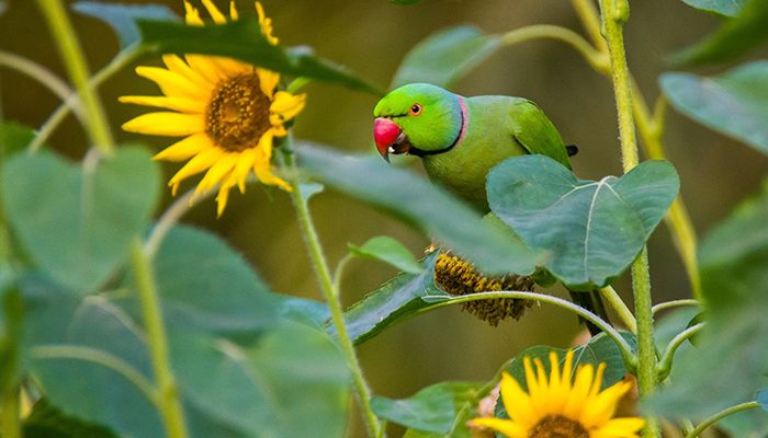 রমনা পার্কে টিয়া পাখির কিচিরমিচির