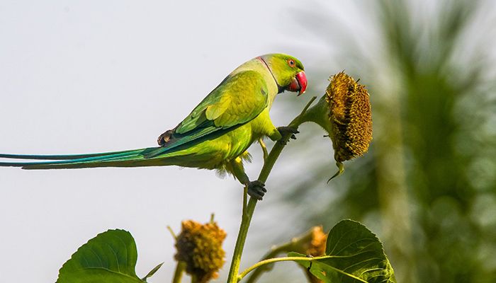 রমনা পার্কে টিয়া পাখির কিচিরমিচির