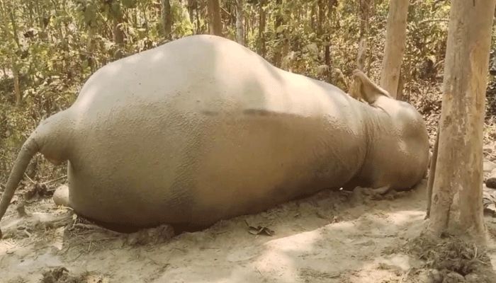 শাবক প্রসবকালে বন্যহাতির মৃত্যু। প্রবা ফটো