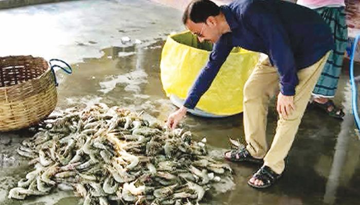 চিংড়ি চাষে সফল রিপন
