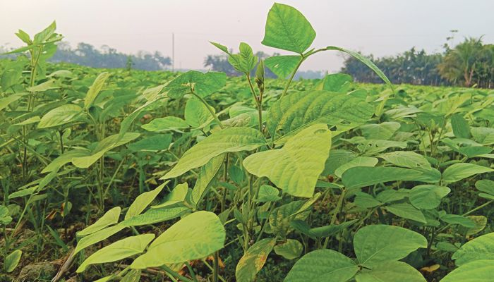 পাতায় পাতায় দোল খায় কৃষকের সোনালি স্বপ্ন