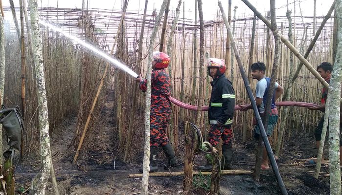 হরিণাকুণ্ডুতে ১০ বিঘা পানের বরজ আগুনে পুড়ে ছাই