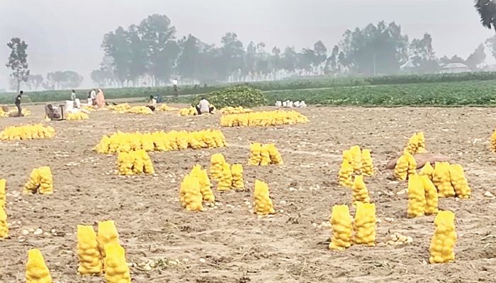 রংপুরের আলু যাচ্ছে নেপাল-মালয়েশিয়া