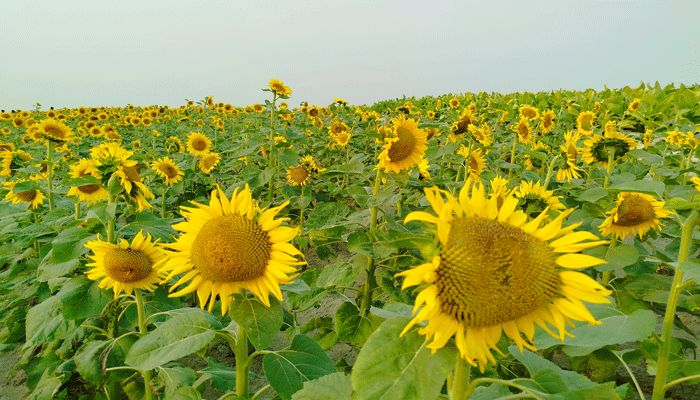 সাটুরিয়ায় স্নিগ্ধতা ছড়াচ্ছে সূর্যমুখী