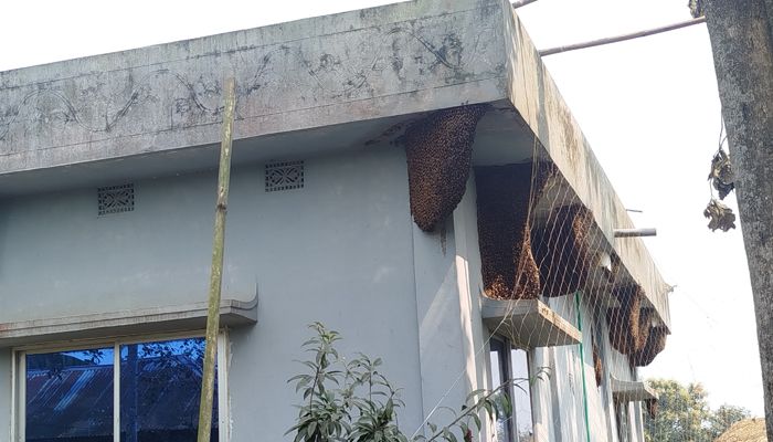 বাড়িটি যেন মৌমাছির!
