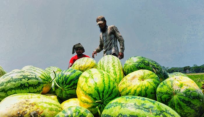 আগাম তরমুজে কৃষকের মুখে হাসি