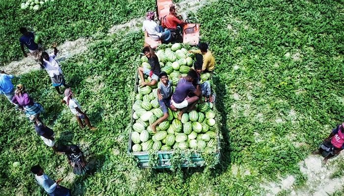আগাম তরমুজে কৃষকের মুখে হাসি