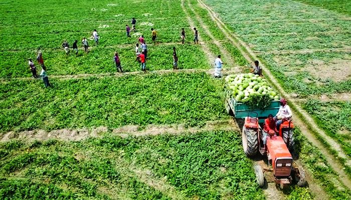 আগাম তরমুজে কৃষকের মুখে হাসি