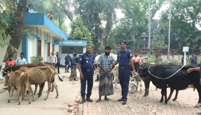 নওগাঁয় চোরাই ১৩টি গরু উদ্ধার, একজন গ্রেপ্তার