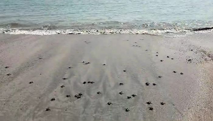দল বেঁধে সাগরে নামল আরও ১৩২ কাছিমছানা