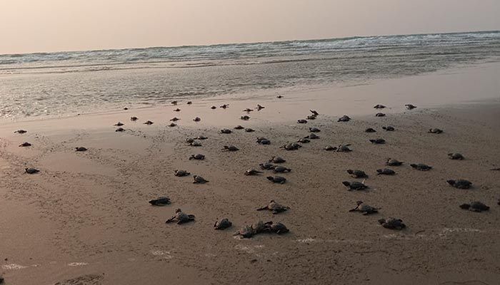 প্রবা ফটো