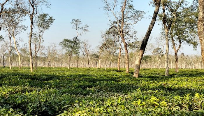 ঈদের ছুটিতে পর্যটক বরণে প্রস্তুত মৌলভীবাজার