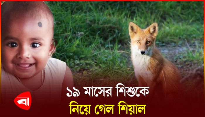 ১৯ মাসের শিশুকে নিয়ে গেল শিয়াল, এরপর যা হলো