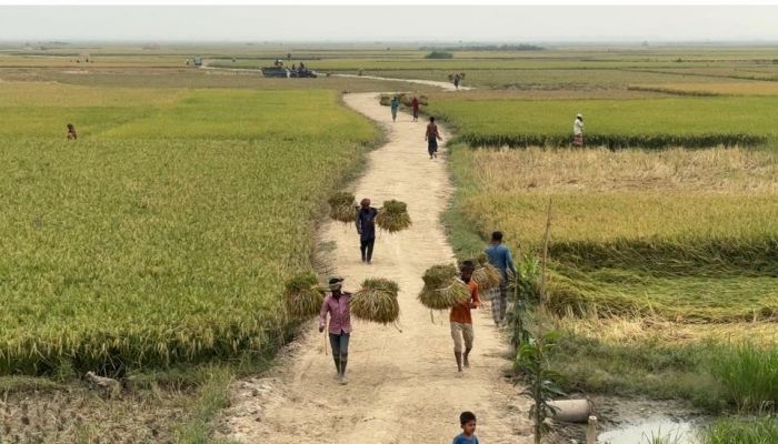সোনার ধানে গিয়েছে ভরি.......